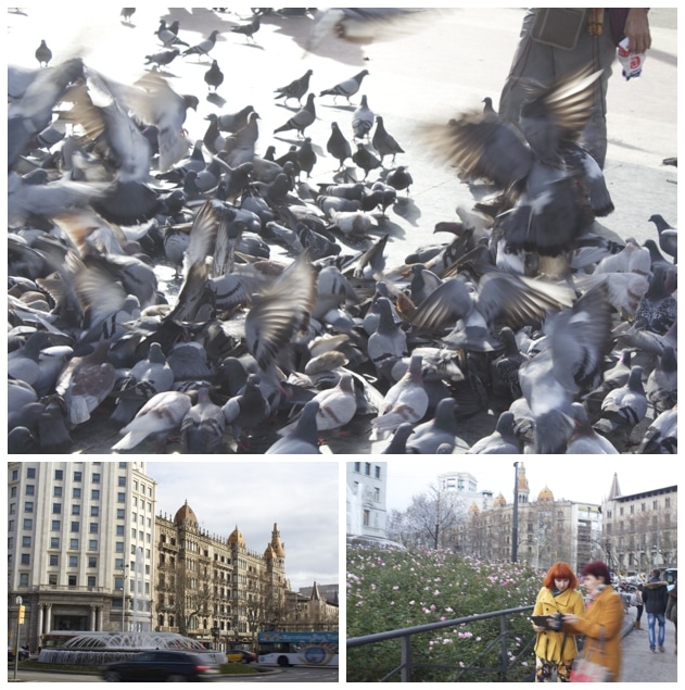 Pigeons in Catalanya Square/Tourist Colors/Fountains are a Barcelona Favorite