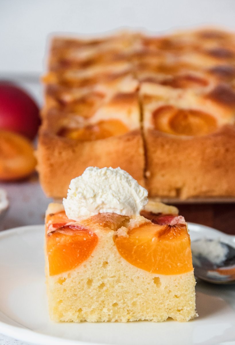 A slice of Austrian Apricot cake sits served up on a white plate with a dollop of whipped cream on top with the apricot cake sitting behind the slice.